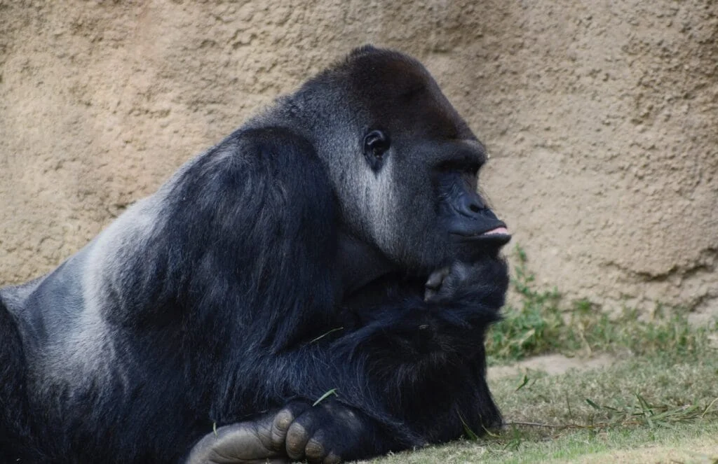 Gorilla Thoughts